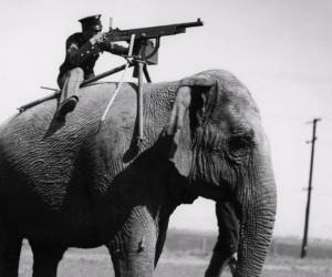 Unbelievable instances of animals in the military
