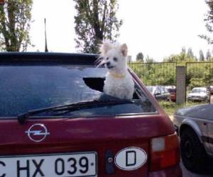 Pet Transportation Services