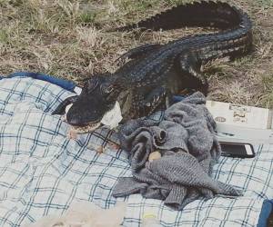 Alligator Crashes UF Student's Picnic