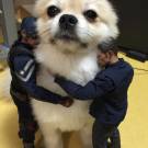 World's biggest chihuahua